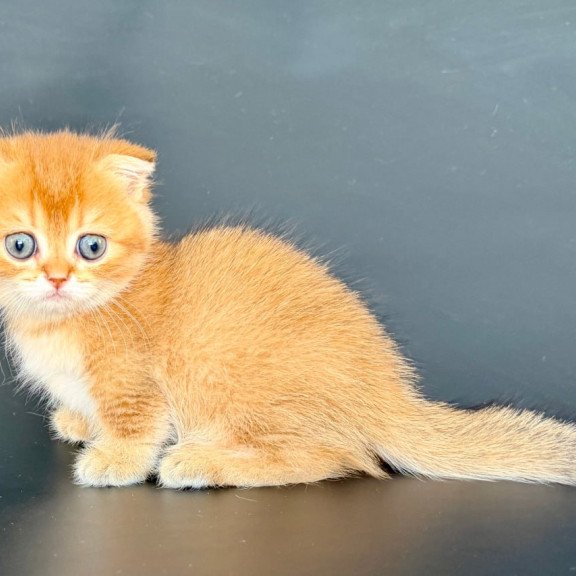 Munchkin Yzro