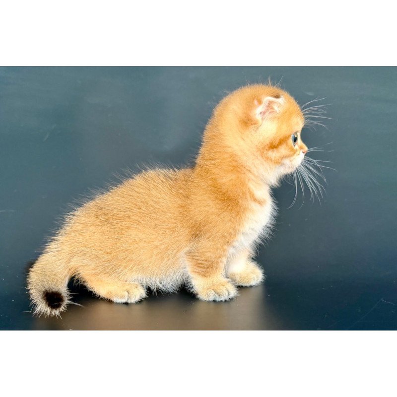 Munchkin Yzro