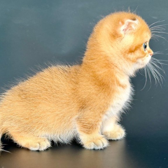 Munchkin Yzro