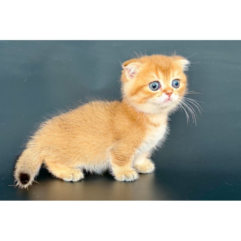 Munchkin Yzro