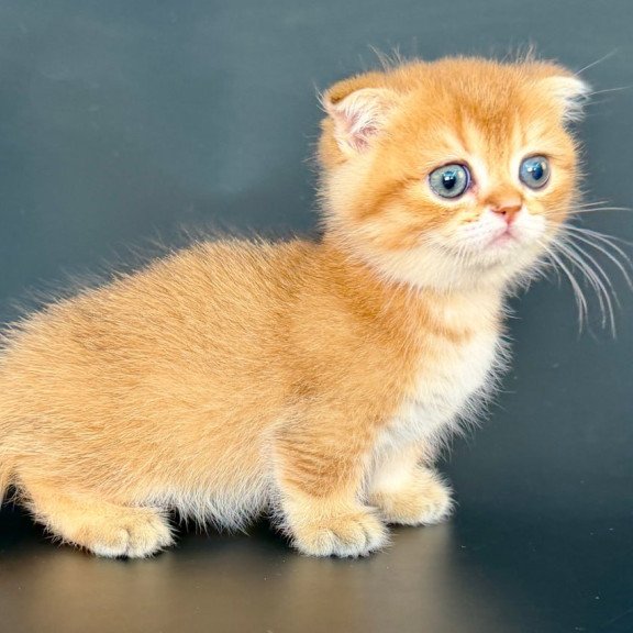 Munchkin Yzro