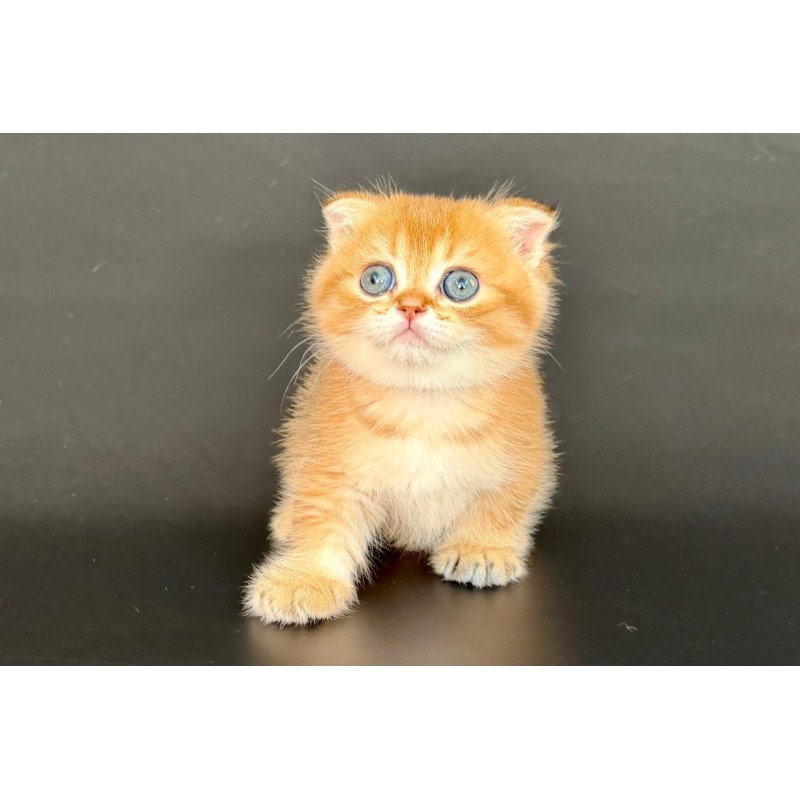 Munchkin Yzro