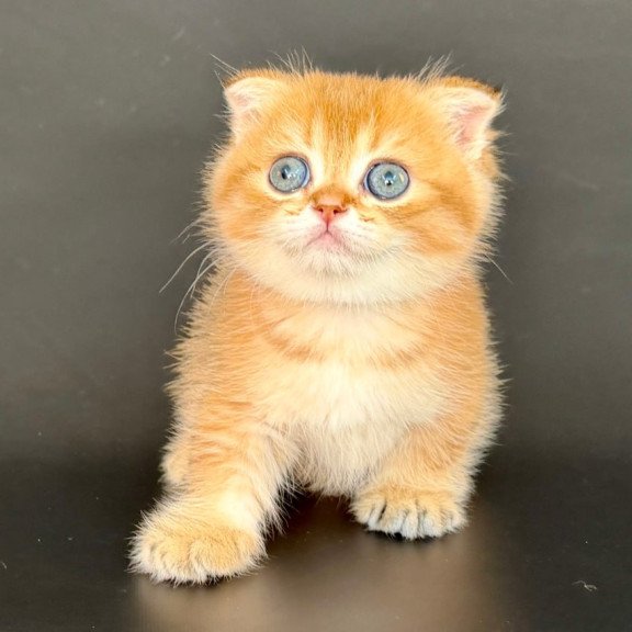 Munchkin Yzro