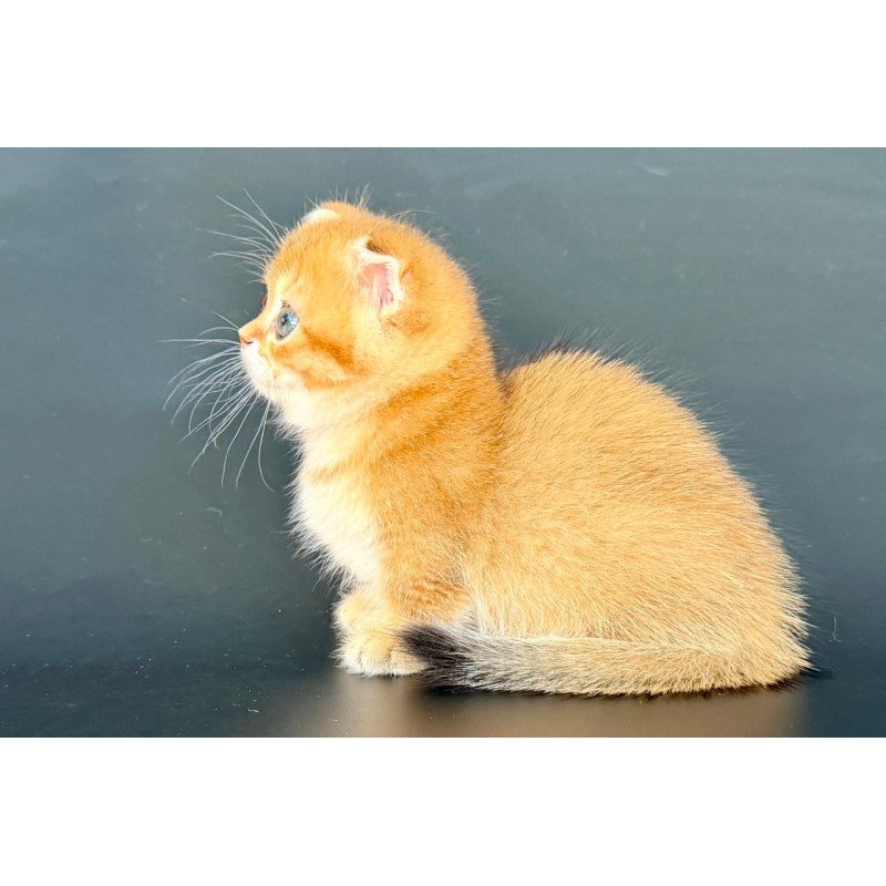Munchkin Yzro