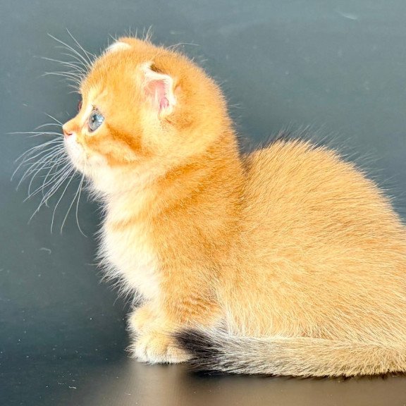 Munchkin Yzro