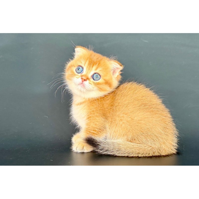 Munchkin Yzro