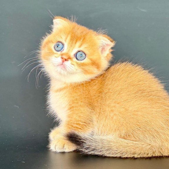 Munchkin Yzro