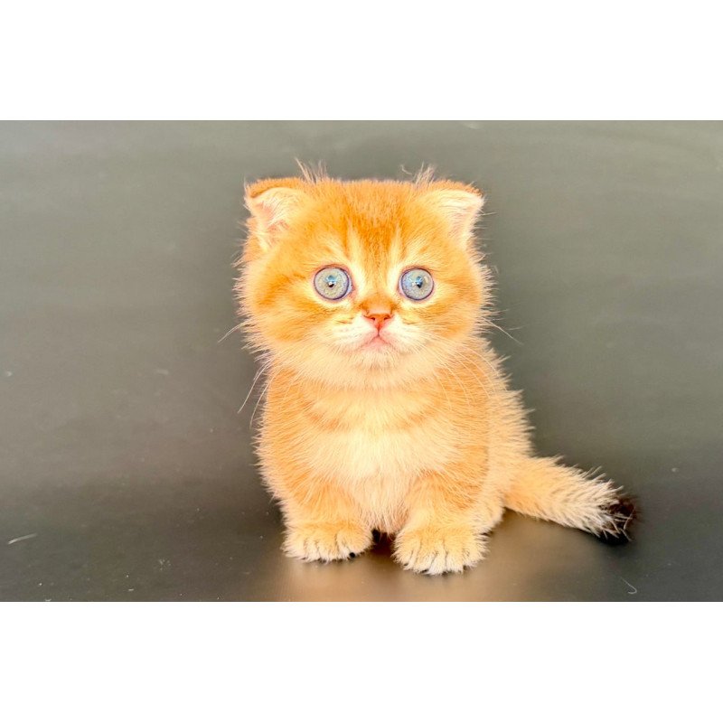 Munchkin Yzro