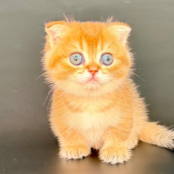 Munchkin Yzro