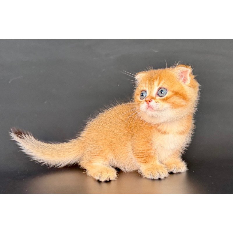 Munchkin Yzro