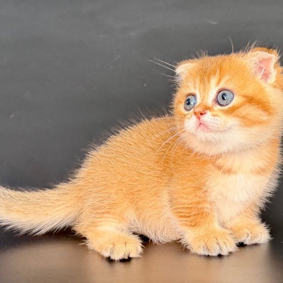 Munchkin Yzro
