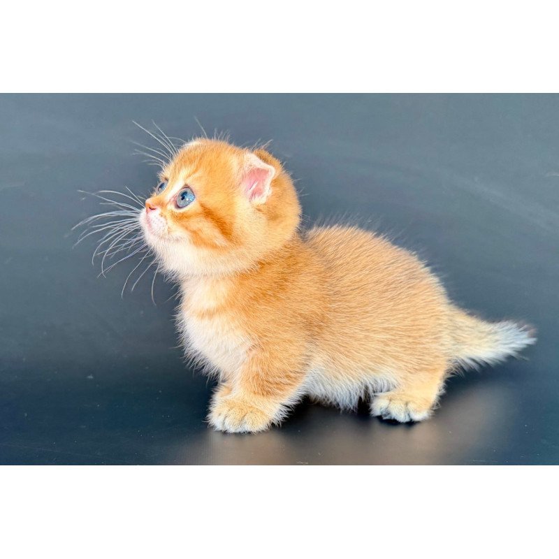 Munchkin Yzro