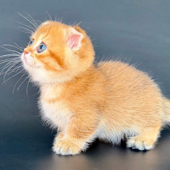 Munchkin Yzro