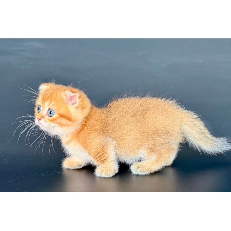 Munchkin Yzro