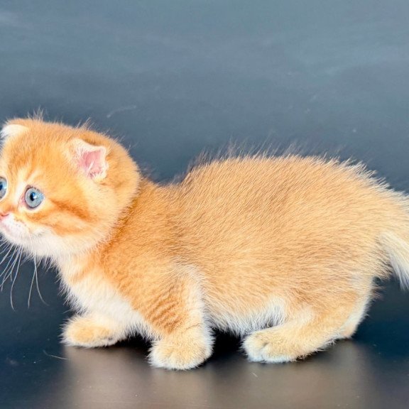 Munchkin Yzro