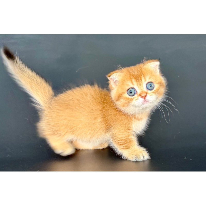 Munchkin Yzro