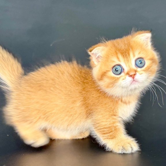 Munchkin Yzro