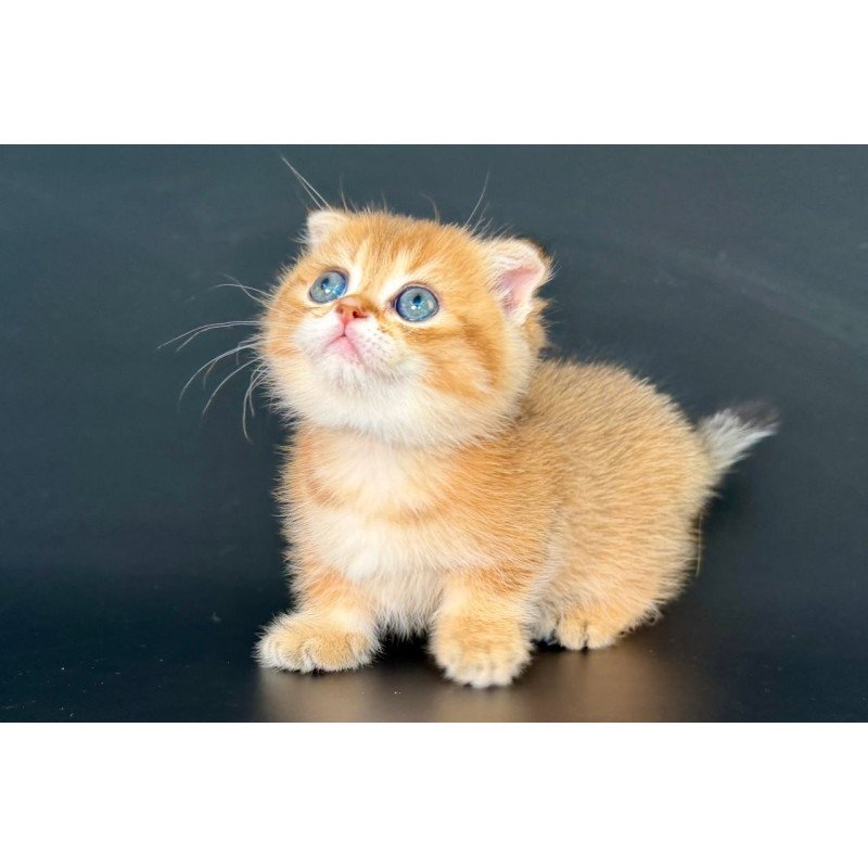 Munchkin Yzro