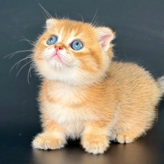 Munchkin Yzro