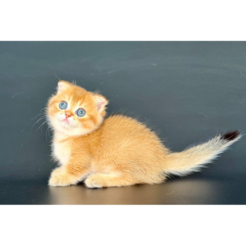 Munchkin Yzro