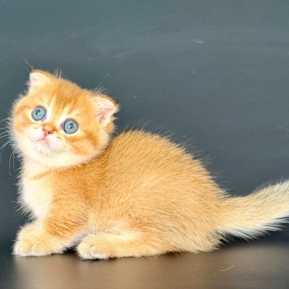 Munchkin Yzro