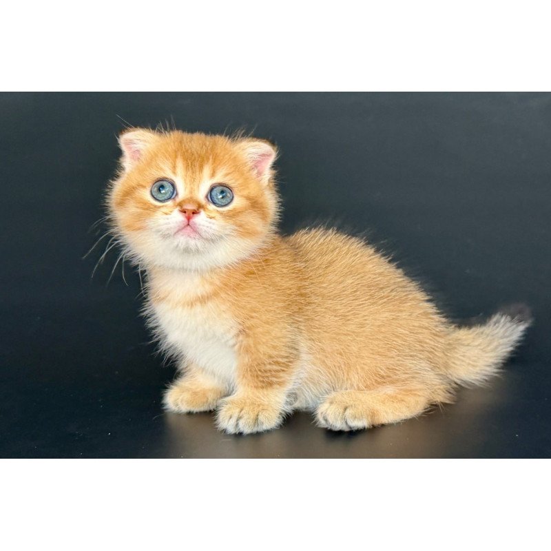 Munchkin Yzro