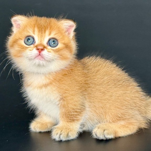 Munchkin Yzro