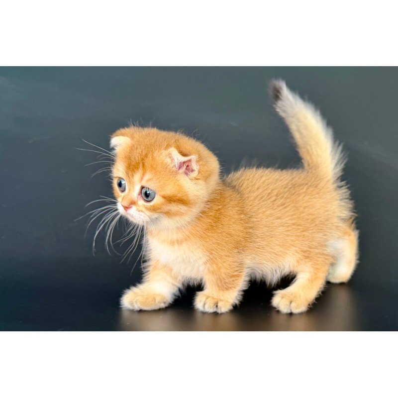 Munchkin Yzro