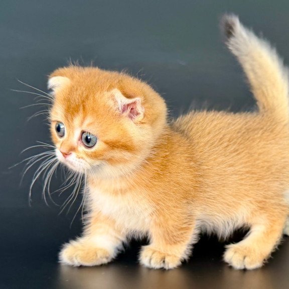 Munchkin Yzro