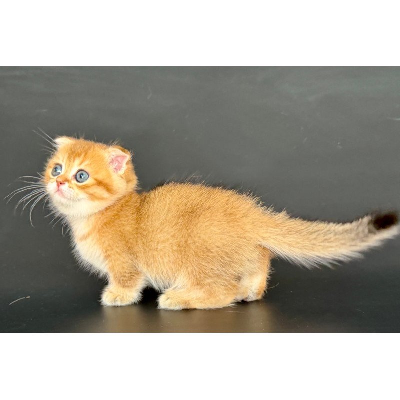 Munchkin Yzro