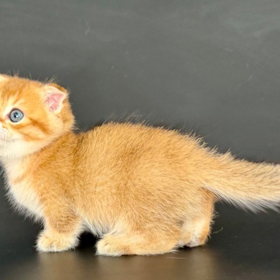 Munchkin Yzro