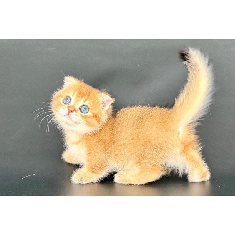 Munchkin Yzro