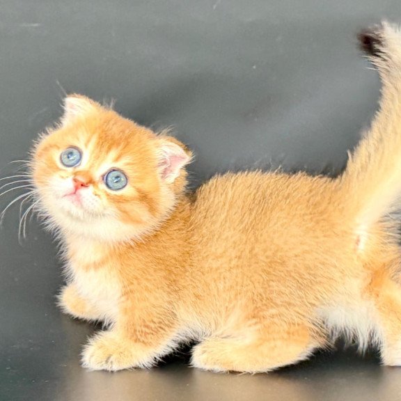 Munchkin Yzro