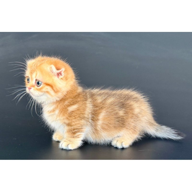 Munchkin Yvian