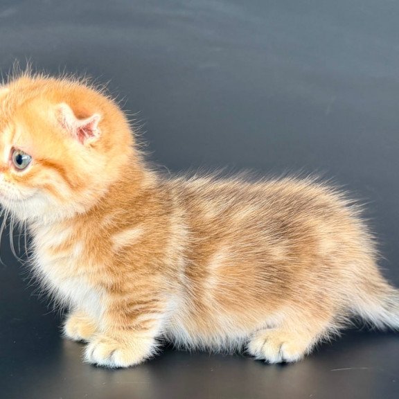 Munchkin Yvian