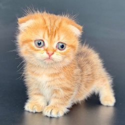Munchkin Yvian