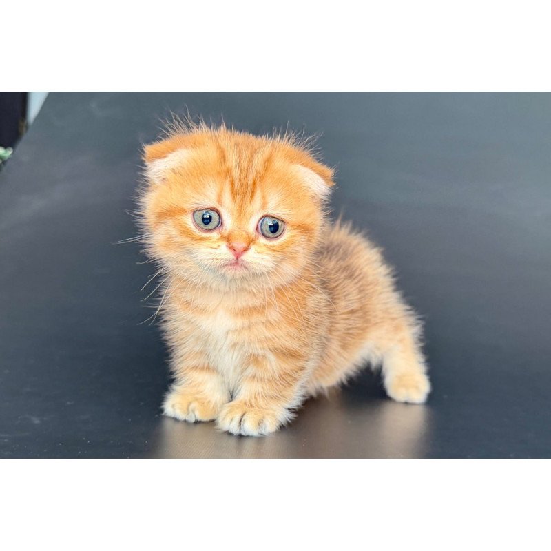 Munchkin Yvian