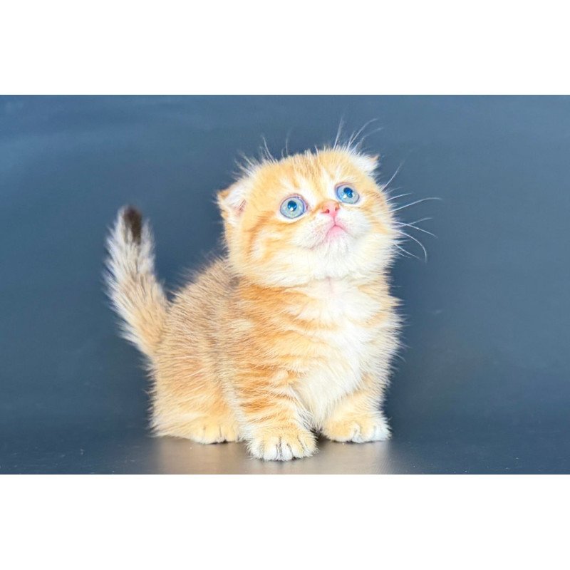 Munchkin Yvian