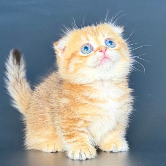 Munchkin Yvian