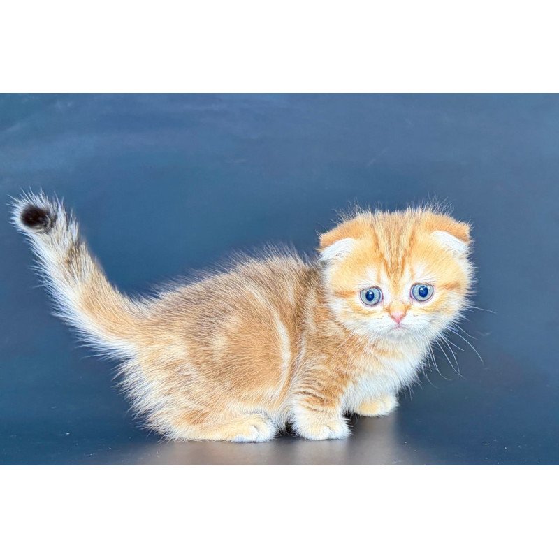 Munchkin Yvian