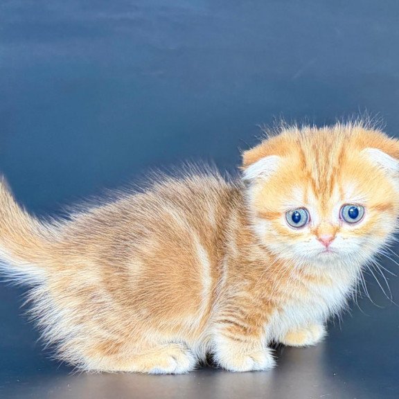 Munchkin Yvian