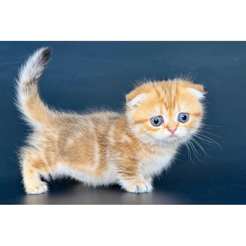 Munchkin Yvian