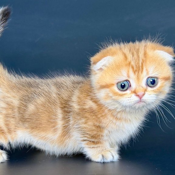 Munchkin Yvian