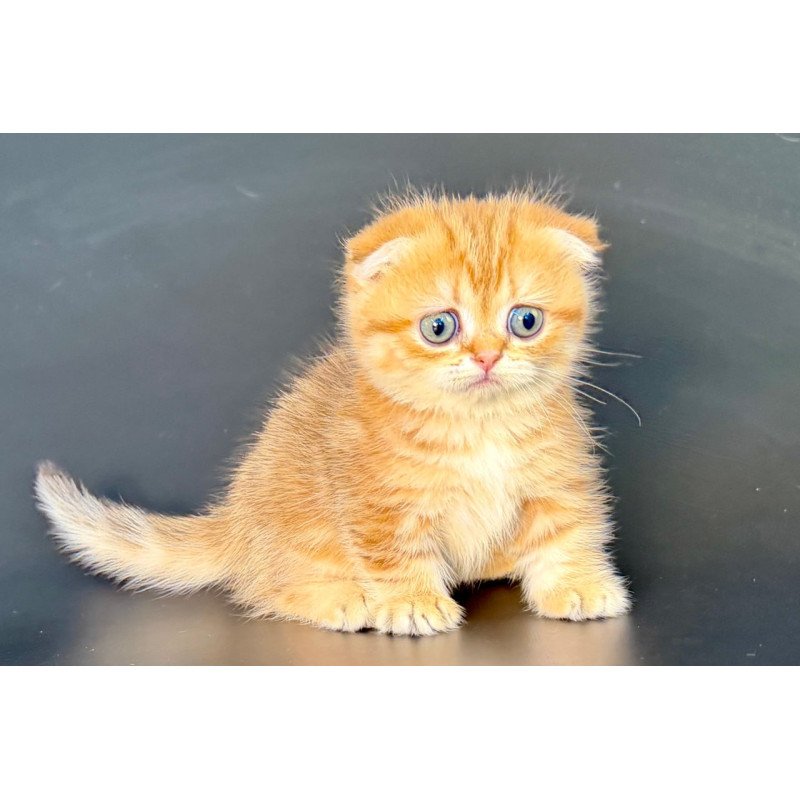 Munchkin Yvian