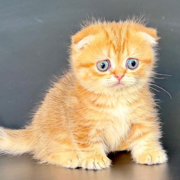 Munchkin Yvian