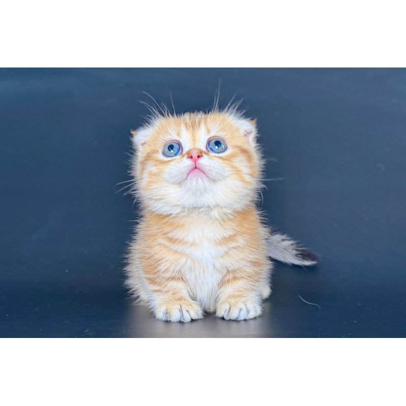Munchkin Yvian