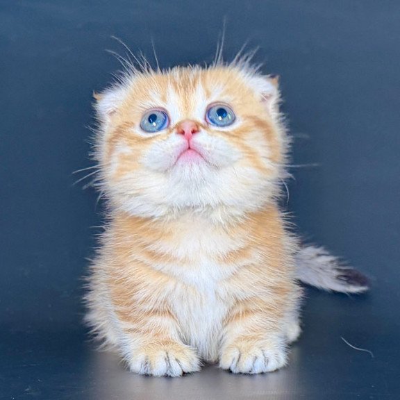 Munchkin Yvian