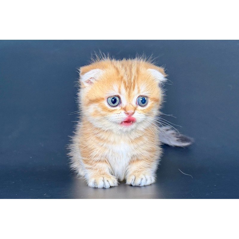 Munchkin Yvian