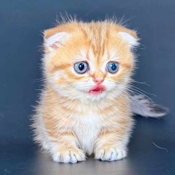 Munchkin Yvian