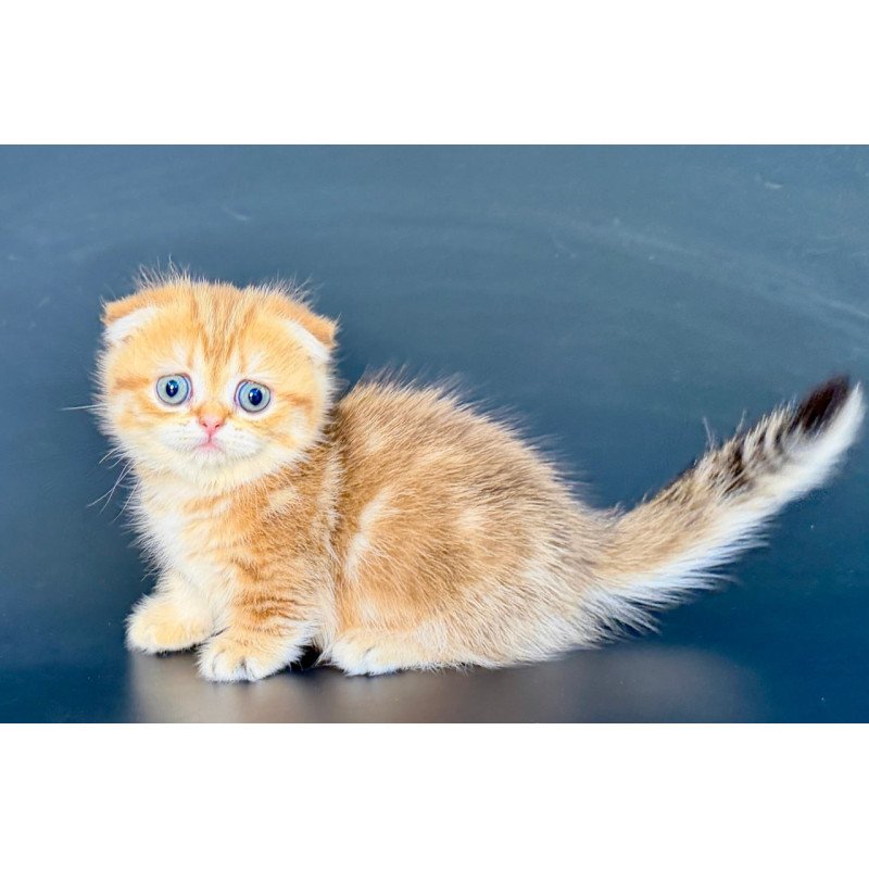 Munchkin Yvian